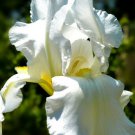 Iris Flower White Garden Plants