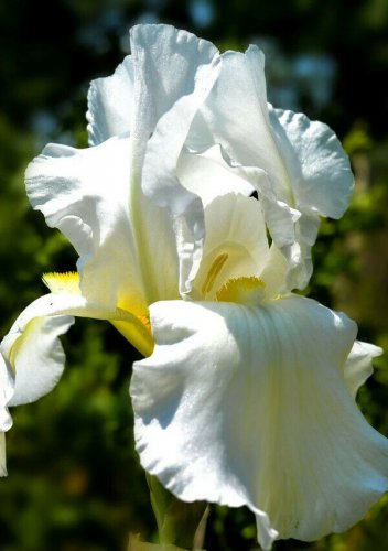 Iris Flower White Garden Plants