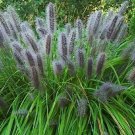 Black Cat Tail Pampas Grass Seeds Perennial Flowering Grasses