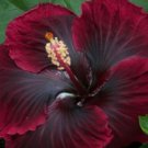 Red Black Hibiscus Flower Seeds Plants Garden Planting