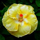 Bright White Yellow Hibiscus Flower Seeds Plants Garden Planting