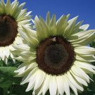 Snow White Sunflower Seeds Plants Garden Planting