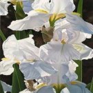 Iris Flower White Garden Plants