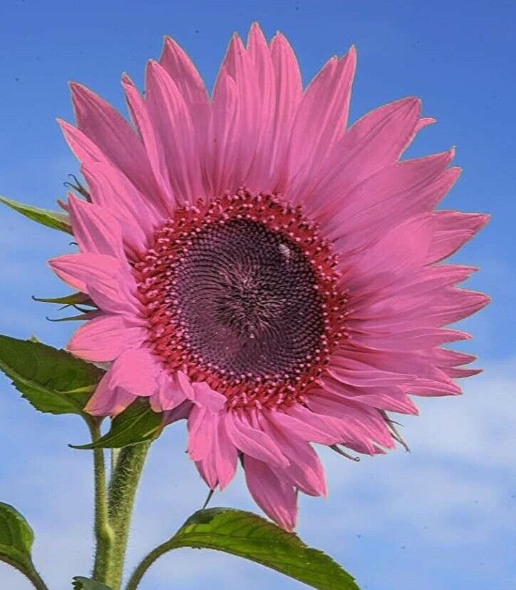 PInk Sunflower Seeds Plants Garden Planting