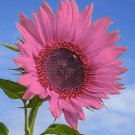 PInk Sunflower Seeds Plants Garden Planting