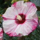 Deep Pink & White Hibiscus Flower Seeds Plants Garden Planting