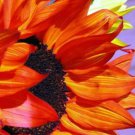Red Orange Sunflower Plants Garden Planting