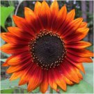 Orange Sunflower Bright Plants Garden Planting