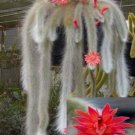 Monkey Tail Cactus Flower Plants Garden Planting