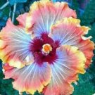 Bright Blue Orange Hibiscus Flower Seeds Plants Garden Planting