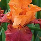 Iris Flower Orange Red Garden Plants