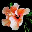 Orange & White Hibiscus Flower Seeds Plants Garden Planting
