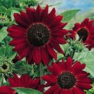 Maroon Sunflower Rare Plants Garden Planting