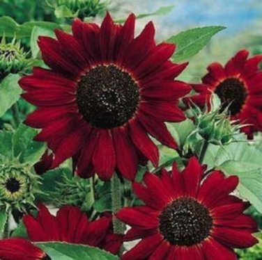 Maroon Sunflower Rare Plants Garden Planting