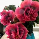Pink & Purple Hibiscus Flower Seeds Plants Garden Planting