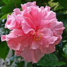 Double Light Pink Hibiscus Flower Seeds Plants Garden Planting