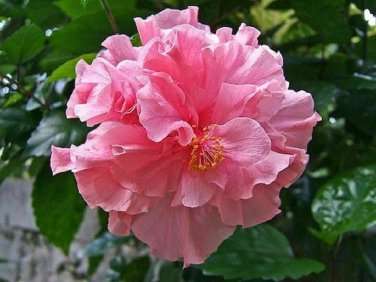 Double Light Pink Hibiscus Flower Seeds Plants Garden Planting