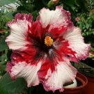 Pinwheel Red & White Hibiscus Flower Seeds Plants Garden Planting