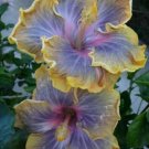 Bright Purple Yellow Hibiscus Flower Seeds Plants Garden Planting