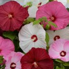 Red Pink & White Hibiscus Flower Seeds Plants Garden Planting