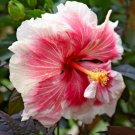 Red & White Hibiscus Flower Seeds Plants Garden Planting