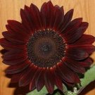 Deep Brown Sunflower Seeds Plants Garden Planting