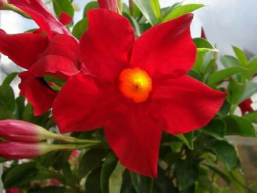 PLATYCODON Ruby Red BALLOON FLOWERS Perennial Flower Garden