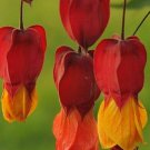 Red Orange Bleeding Heart Flower Seeds Plants Garden Planting
