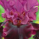 Iris Flower Pink Maroon Garden Plants