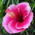 Neon Pink Hibiscus Flower Seeds Plants Garden Planting