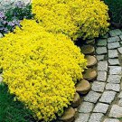 AUBRIETA YELLOW ROCK CRESS Flower Seeds Plants Garden Planting