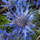 Blue Sea Holly Flower Plant Garden Plants