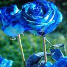 Sky BLUE Pacific ROSE Flowers