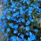 Teal Blue Alyssum Flower Seeds Plants Garden Outdoor Planting