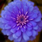 Zinnia Flowers Purple Lavender Color Garden Plants