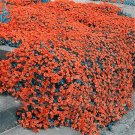 AUBRIETA ORANGE ROCK CRESS Flower Seeds Plants Garden Planting