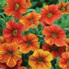 Orange & Yellow Petunia Flowers Garden Planting