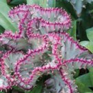 Pink Coral Cactus Succulent Garden Plant
