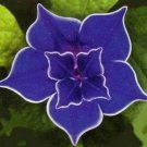 MORNING GLORY Purple Picotee Flowers Garden Plants