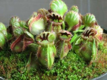 Pitcher Cactus Seeds Succulent plants