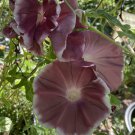Chocolate Brown Morning Glory Flowers Garden Planting