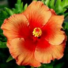 Orange Two Tone Hibiscus Flower Seeds Plants Garden Planting