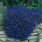 AUBRIETA BLUE ROCK CRESS Flower Seeds Plants Garden Planting