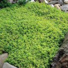 AUBRIETA GREEN ROCK CRESS Flower Seeds Plants Garden Planting
