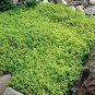 AUBRIETA GREEN ROCK CRESS Flower Seeds Plants Garden Planting