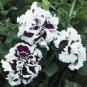 Double Purple White Petunia Flowers Garden Planting Perennial
