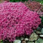 AUBRIETA Pink ROCK CRESS Flower Seeds Plants Garden Planting