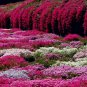 Pink Purple Rock Cress Flower Plants Garden Planting