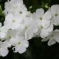 Perennial White Phlox Flowers Garden Plants