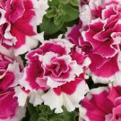 Double Pink White Petunia Flowers Garden Planting Perennial
